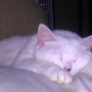 Meet your Posher, Verda